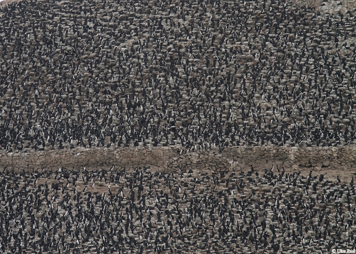 Guaanokormoran (Phalacrocorax bougainvillii)
Peruu, sügis 2014

UP
Keywords: GUANAY CORMORANT