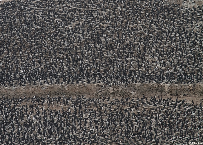 Guaanokormoran (Phalacrocorax bougainvillii)
Peruu, sügis 2014

UP
Keywords: GUANAY CORMORANT