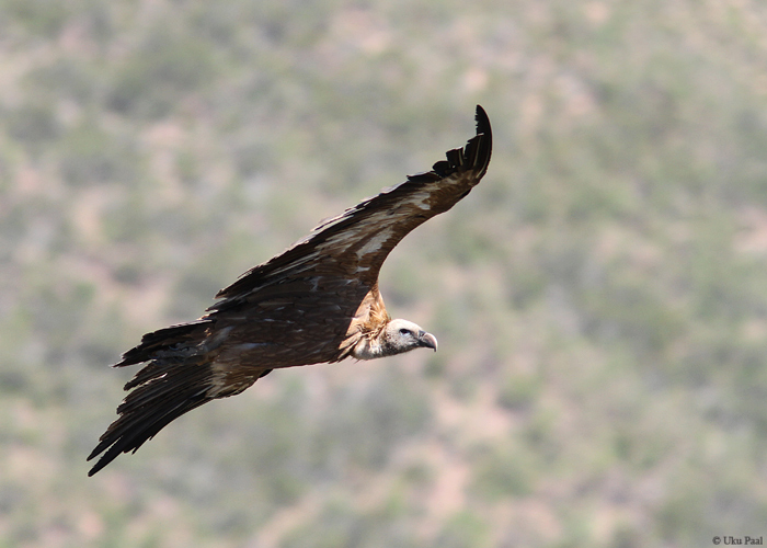 Kaeluskotkas (Gyps fulvus)
Hispaania 2014

UP
Keywords: griffon vulture