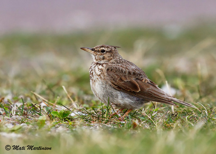 Tuttlõoke (Galerida cristata)
Sõrve säär, 19.8.2012

Mati Martinson
Keywords: crested lark