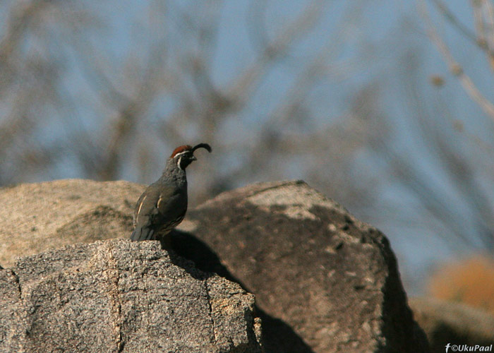 kõrbe-tuttvutt (Callipepla gambelii)
Mojave Desert NP, Arizona

UP
Keywords: gambels quail