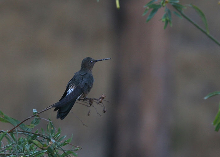 Giant Hummingbird (Patagona gigas)
Giant Hummingbird (Patagona gigas),  Huacarpay

RM
