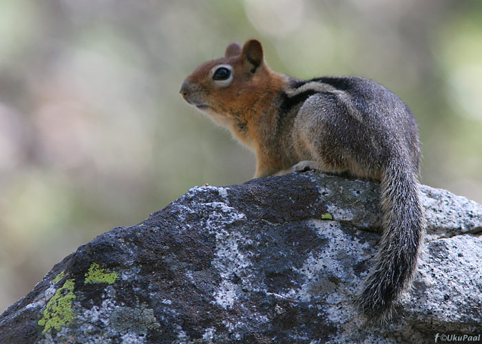 Spermophilus lateralis
Yosemite rahvuspark, California

UP
Keywords: ground squirrel