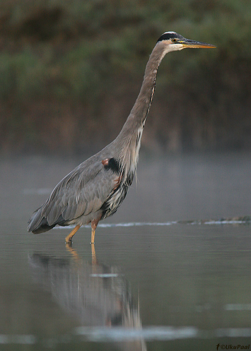 Ameerika hallhaigur (Ardea herodias)
Santa Cruz, California

UP
Keywords: great blue heron