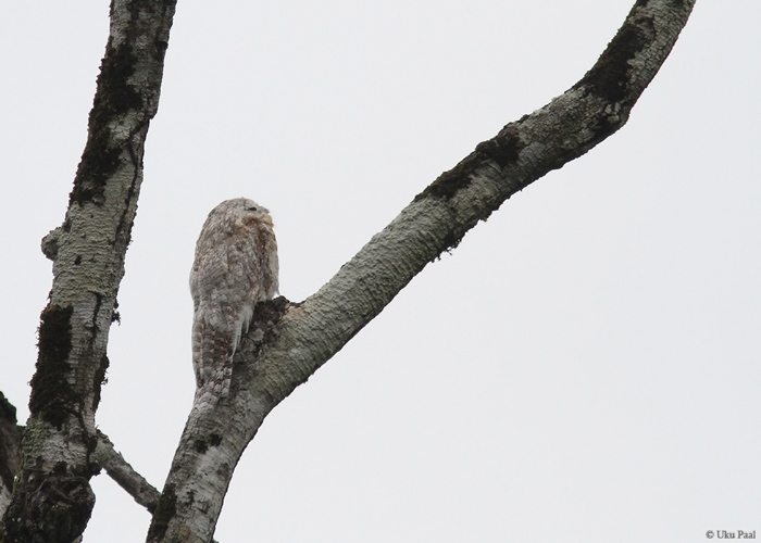 Suur-tüükasorr (Nyctibius grandis)
Peruu, sügis 2014

UP
Keywords: Great potoo