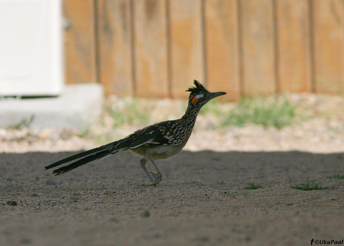 Suur-jooksurkägu (Geococcyx californianus)
Xavier Mission, Arizona

UP
Keywords: roadrunner