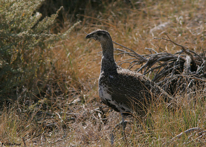 Pujupüü (Centrocercus urophasianus)
Bodie, California

UP
Keywords: greater sage grouse