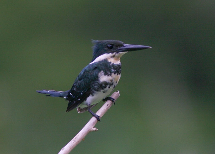 Green Kingfisher (Chloroceryle americana)
Green Kingfisher (Chloroceryle americana), Cumaceba lodge

RM
