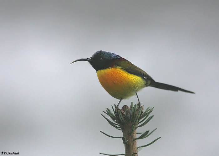 Aethopyga nipalensis 
Eaglenest NP, märts 2010

UP
Keywords: green-tailed sunbird