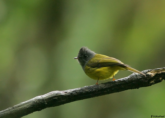 Culicicapa ceylonensis 
Eaglenest NP, märts 2010

UP
Keywords: grey-headed canary flycatcher