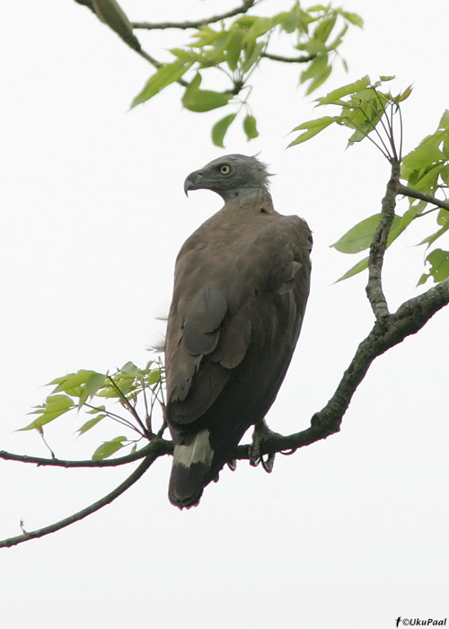 Suur-jõgikotkas (Ichthyophaga ichthyaetus) 
Kaziranga NP, aprill 2010

UP
Keywords: grey-headed fish eagle