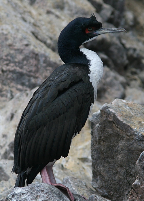 Guanay Shag (Phalacrocorax bougainvillii)
Guanay Shag (Phalacrocorax bougainvillii), Islas Ballestas

RM
