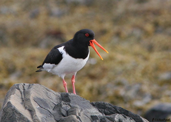 Merisk (Haematopus ostralegus)
Varangeri fjord, Norra, 17.6.2008 

UP
Keywords: oystercatcher