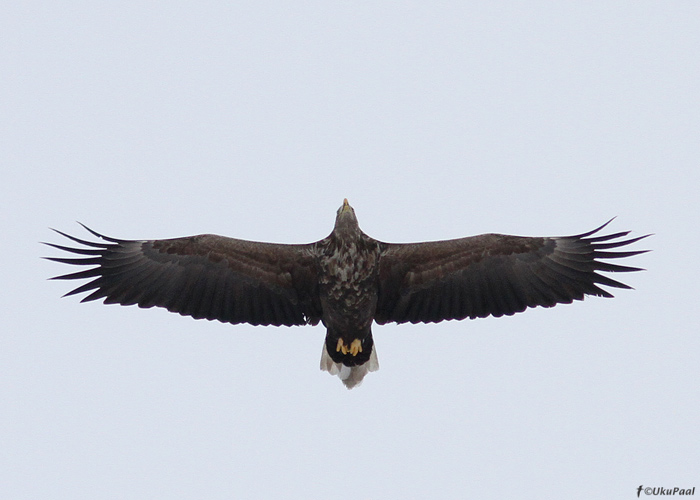 Merikotkas (Haliaeetus albicilla)
Harjumaa, veebruar 2013

UP
Keywords: white-tailed eagle