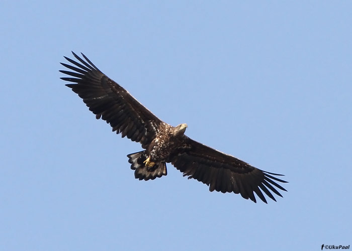 Merikotkas (Haliaetus albicilla)
Tartumaa, 12.4.2010

UP
Keywords: white-tailed eagle