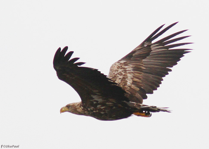 Merikotkas (Haliaetus albicilla)
Kihnu, september 2013

UP
Keywords: white-tailed eagle