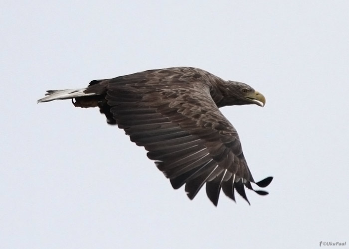 Merikotkas (Haliaeetus albicilla)
27.9.2012, Tartumaa

UP
Keywords: white-tailed eagle