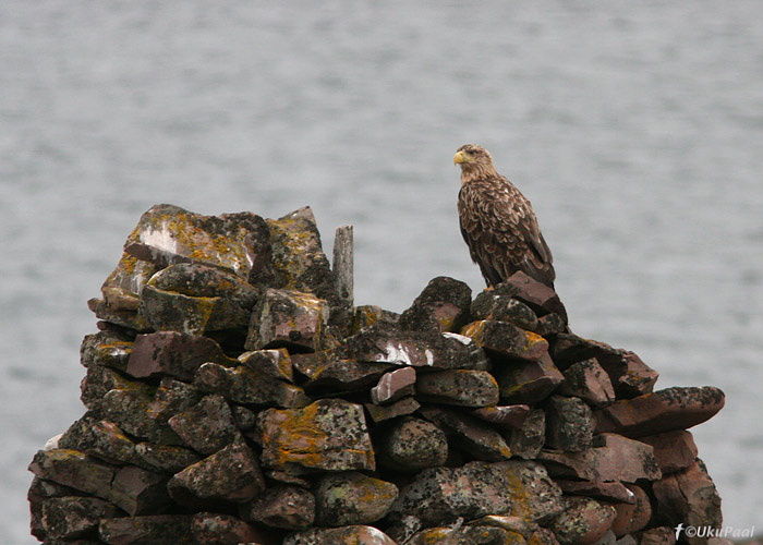 Merikotkas (Haliaetus albicilla)
Varangeri fjord, Norra, juuni 2008
Keywords: white-tailed eagle