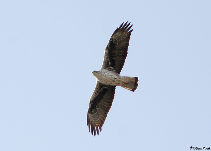 Haugaskotkas (Hieraeetus fasciatus)
Gamla

UP
Keywords: bonelli's eagle