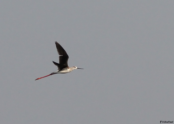 Karkjalg (Himantopus himantopus)
Haaslava, Tartumaa, 1.6.2011. Eesti 7. vaatlus. 7th record for Estonia.

UP
Keywords: black-winged stilt