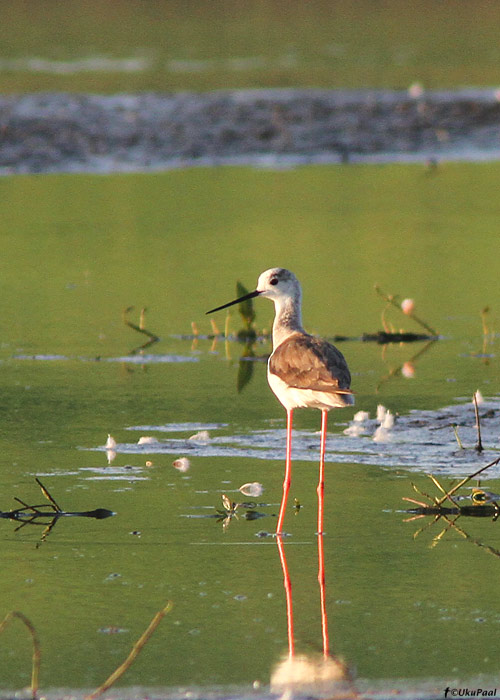 Karkjalg (Himantopus himantopus)
Lalli, Tartumaa, 1.6.2011. Eesti 6. vaatlus. 6th record for Estonia.

UP
Keywords: black-winged stilt