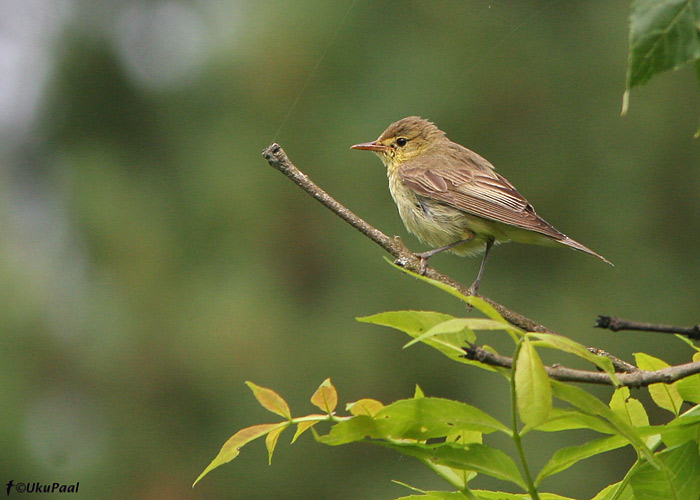 Käosulane (Hippolais icterina)
Läänemaa, 5.7.2008
Keywords: icterine  warbler