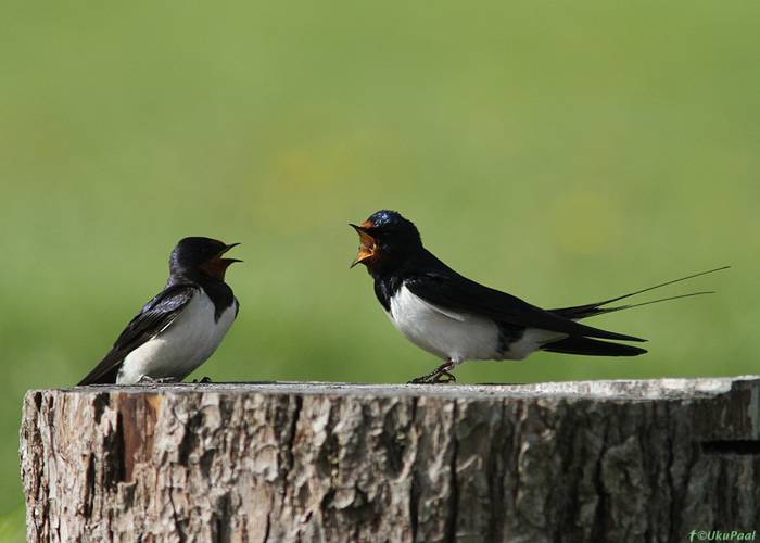 Suitsupääsuke (Hirundo rustica)
Läänemaa, mai 2013

UP
Keywords: barn swallow