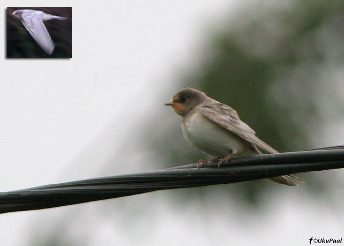 Leukistlik suitsupääsuke (Hirundo rustica)
5.9.2008, Ilmatsalu, Tartumaa
Keywords: leucistic barn swallow