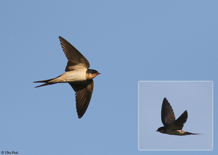 Suitsupääsuke (Hirundo rustica) x räästapääsuke (Delichon urbicum)
Hanikatsi laid, Hiiumaa, 25.5.2016

UP
Keywords: swallow hybrid