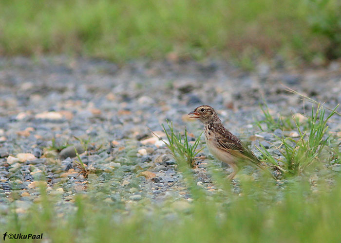 Rohtlalõoke (Mirafra javanica)
Cairns, Detsember 2007
Keywords: bushlark