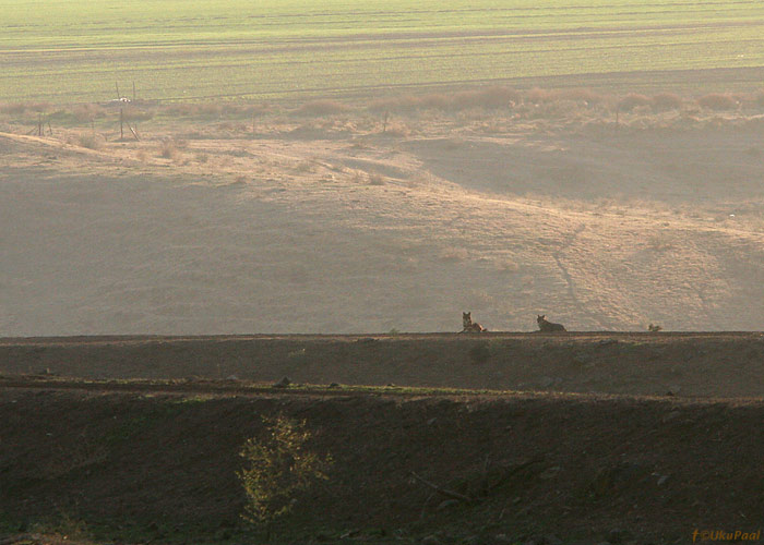 Hunt (Canis lupus)
Kfar Ruppin

UP
Keywords: wolf