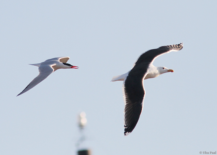 Räusk (Hydroprogne caspia) ja merikajakas (Larus marinus)
Saaremaa, aprill 2014

UP
Keywords: caspian tern black-backed gull