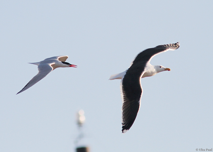 Räusk (Hydroprogne caspia) ja merikajakas (Larus marinus)
Saaremaa, aprill 2014

UP
Keywords: caspian tern black-backed gull