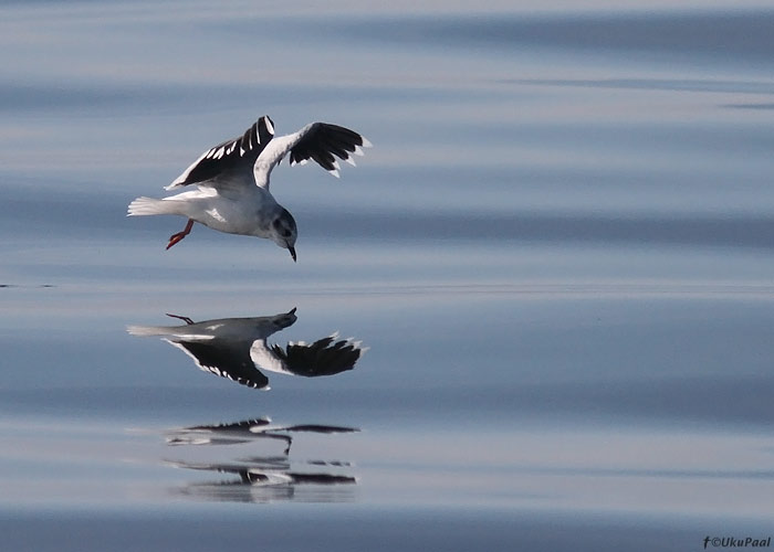 Väikekajakas (Hydrocoleus minutus)
Liivi laht, august 2013. 

UP
Keywords: little gull