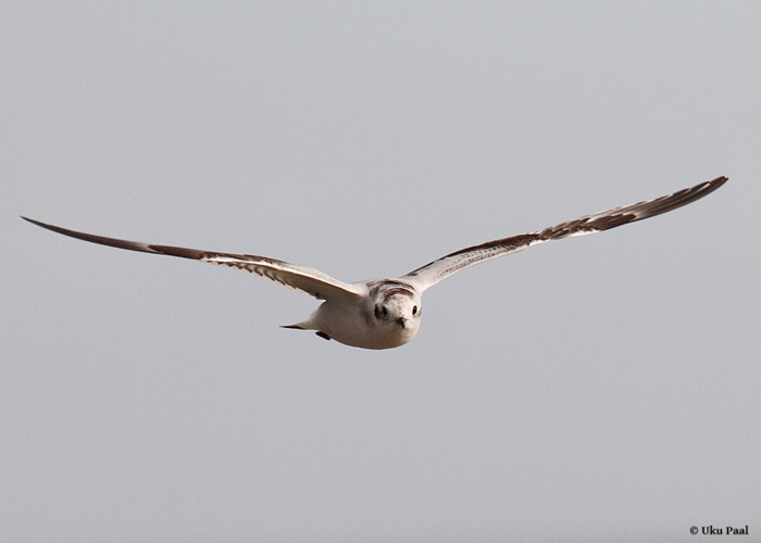 Väikekajakas (Hydrocoleus minutus) 1a
Saaremaa, november 2013

UP
Keywords: little gull