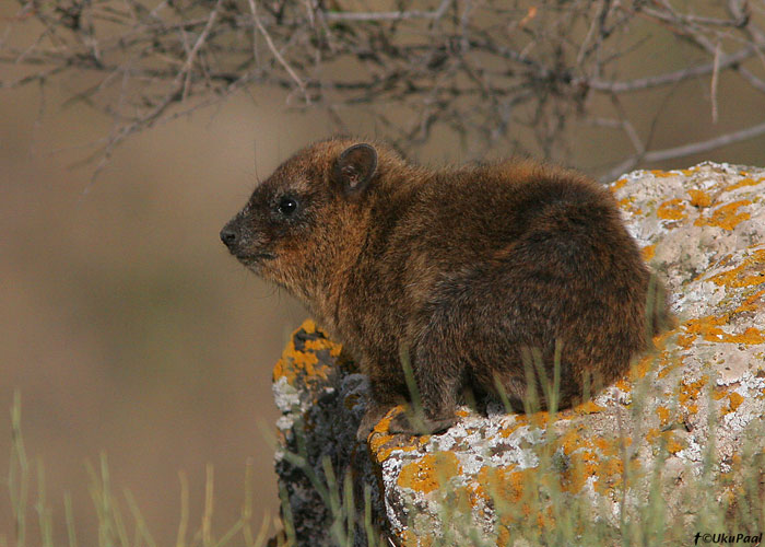 Kaljudamaan (Procavia capensis)
Gamla

UP
Keywords: rock hyrax