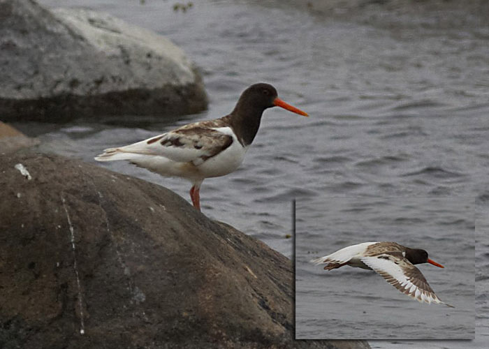 Merisk (Haematopus ostralegus)
Naissaar, 22.5.2009

Annika Forsten
Keywords: oystercatcher