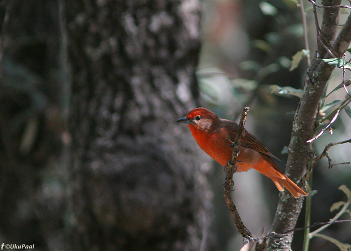 Piranga flava
Mt Lemmon, Arizona

UP
Keywords: hepatic tanager