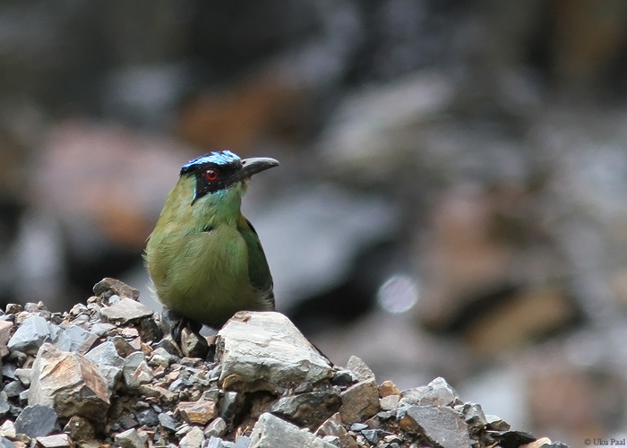 Andi motmot (Momotus aequatorialis)
Peruu, sügis 2014

UP
Keywords: Highland motmot