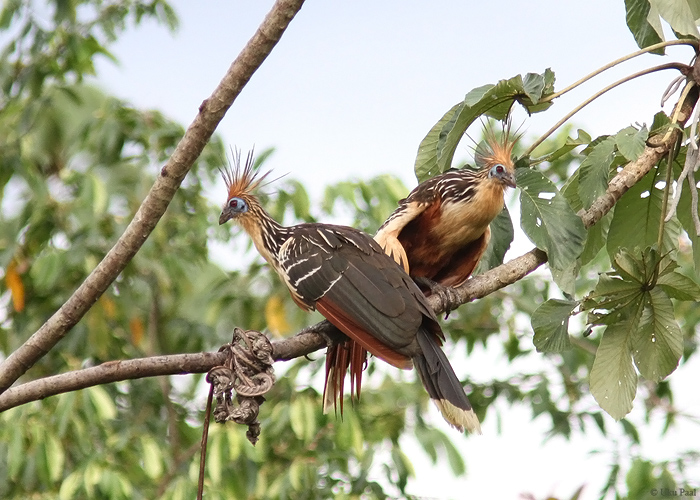 Hoatsiin (Opisthocomus hoazin)
Peruu, sügis 2014

UP
Keywords: Hoatzin