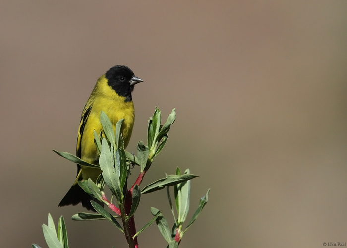 Salusiisike (Carduelis magellanica)
Peruu, sügis 2014

UP
Keywords: Hooded Siskin