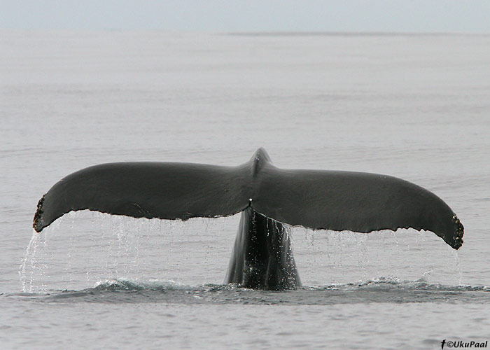 Küürvaal (Megaptera novaeangliae)
Monterey laht, California

UP
Keywords: humpback whale