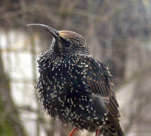 Kuldnokk (Sturnus Vulgaris)
Porr on kuldnokaga "pattu teinud".
Rapla, jaanuar 2014
Tõnis Meesaak
