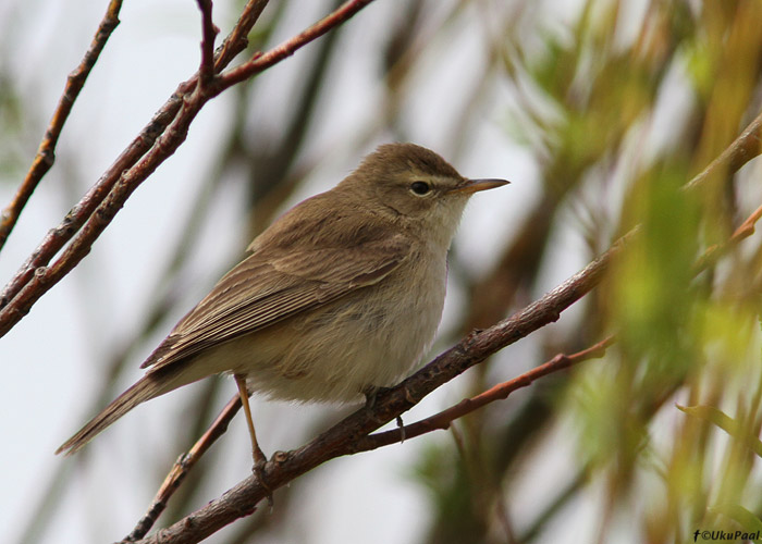 Väike-käosulane (Iduna caligata)
Spithami, Läänemaa, 27.5.2013. Läänemaa 2. vaatlus.

UP
Keywords: booted warbler