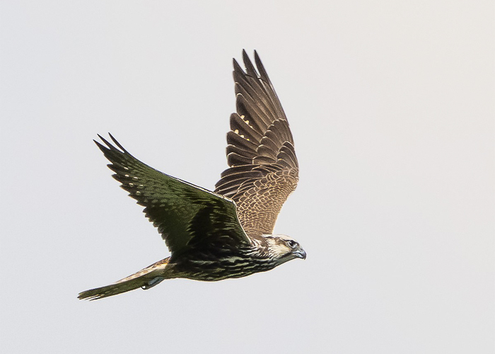 Stepipistrik (Falco cherrug)
Hälvati, Pärnumaa. Eesti 2. vaatlus. 2nd record for Estonia.

Jan Nordblad
Keywords: saker