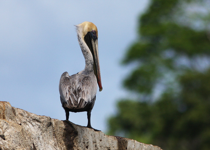 Pruunpelikan (Pelecanus occidentalis)
Panama, jaanuar 2014

Mariliis Märtson
Keywords: Brown Pelican