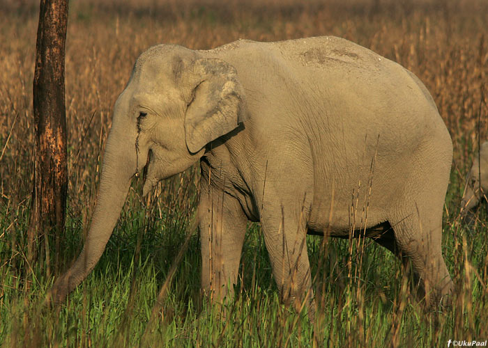 Elevant
Kaziranga NP, aprill 2010

UP
Keywords: elephant