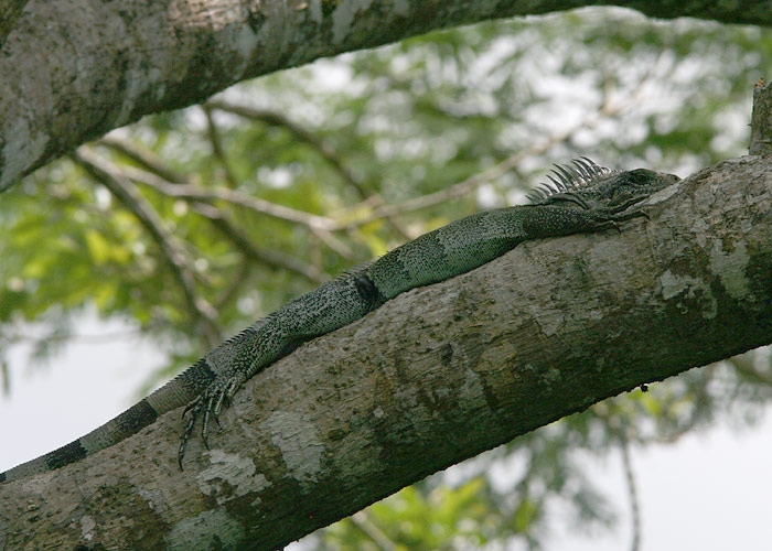 Igauaan
Iguaan, Amazonas, Cumaceba lodge

RM
