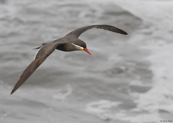 Inkatiir (Larosterna inca)
Peruu, sügis 2014

UP
Keywords: Inca tern