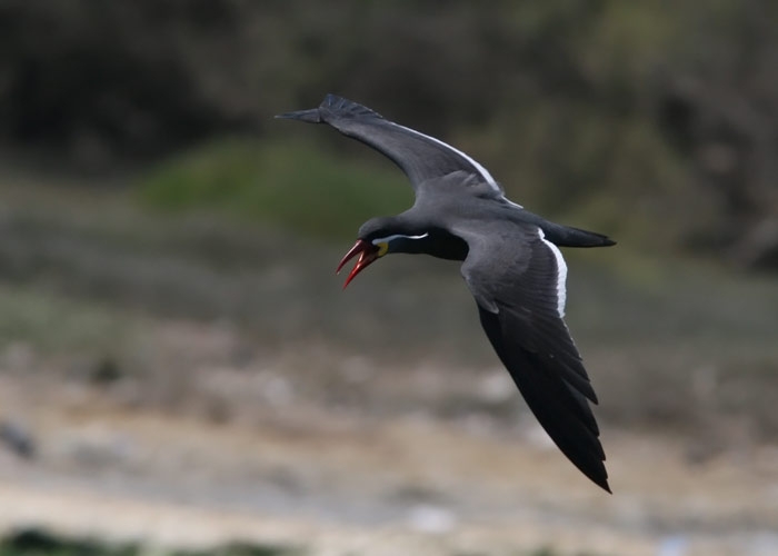 Inca Tern (Larosterna inca)
Inca Tern (Larosterna inca). Paracas

RM
